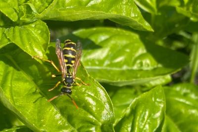<i>Polistes dominula</i>