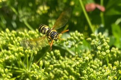 <i>Polistes dominula</i>
