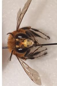<i>Anthophora plumipes</i>