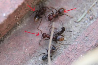 <i>Polyergus rufescens</i>
