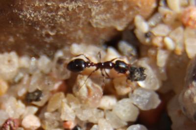 <i>Cardiocondyla elegans</i>