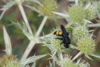 <i>Scolia hirta</i>