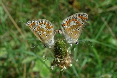 <i>Aricia agestis</i>