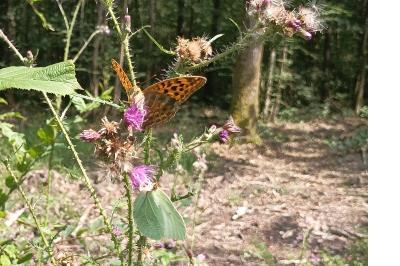 <i>Argynnis paphia</i>
