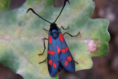<i>Zygaena filipendulae</i>