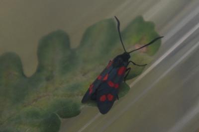 <i>Zygaena filipendulae</i>