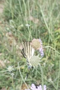 <i>Iphiclides podalirius</i>