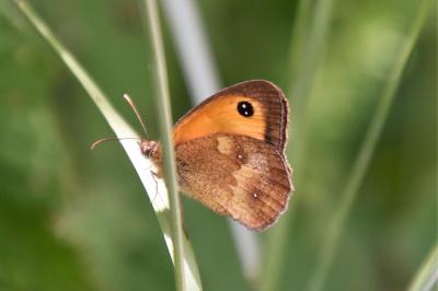 <i>Pyronia tithonus</i>
