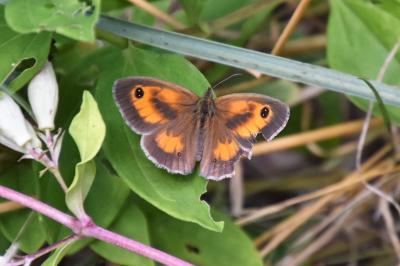 <i>Pyronia tithonus</i>