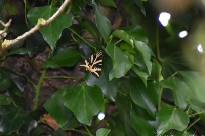 <i>Euplagia quadripunctaria</i>