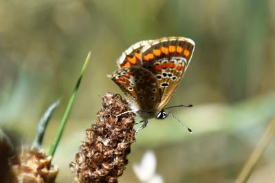 <i>Aricia agestis</i>