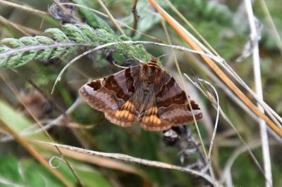 <i>Euclidia glyphica</i>