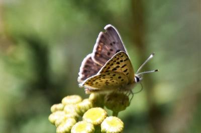 <i>Lycaena tityrus</i>