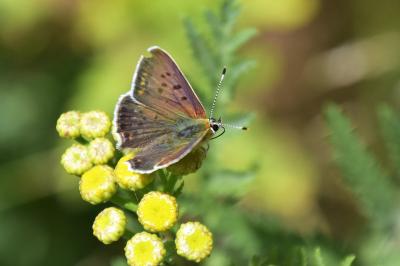<i>Lycaena tityrus</i>