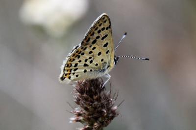 <i>Lycaena tityrus</i>