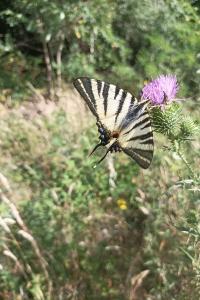 <i>Iphiclides podalirius</i>