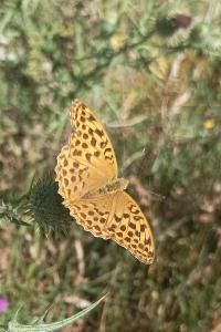 <i>Argynnis paphia</i>