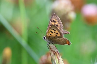 <i>Lycaena phlaeas</i>