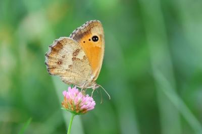 <i>Pyronia tithonus</i>