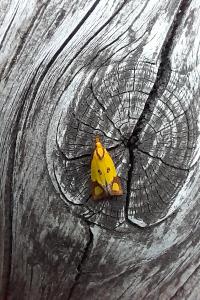 <i>Agapeta zoegana</i>