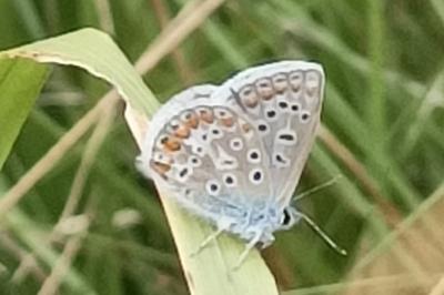 <i>Polyommatus icarus</i>