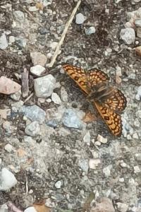 <i>Melitaea cinxia</i>