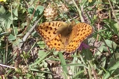 <i>Fabriciana adippe</i>