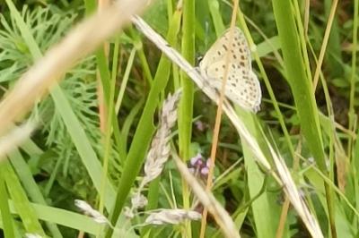 <i>Lycaena tityrus</i>