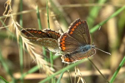 <i>Aricia agestis</i>