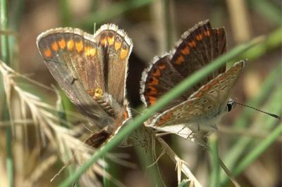 <i>Aricia agestis</i>