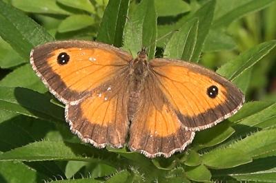 <i>Pyronia tithonus</i>