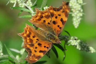 <i>Polygonia c-album</i>