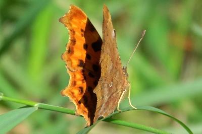 <i>Polygonia c-album</i>