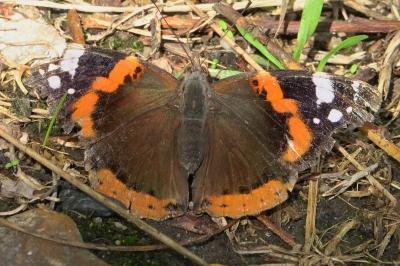 <i>Vanessa atalanta</i>