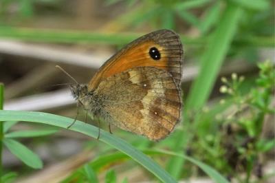 <i>Pyronia tithonus</i>