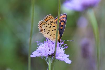 <i>Lycaena tityrus</i>