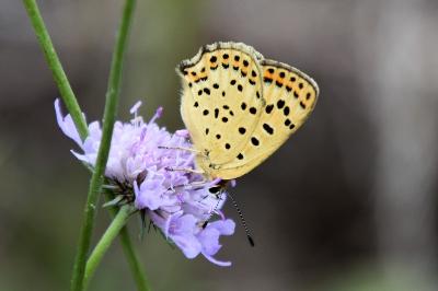 <i>Lycaena tityrus</i>