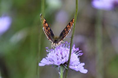 <i>Lycaena tityrus</i>