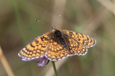 <i>Melitaea cinxia</i>