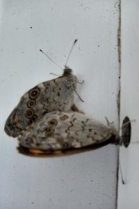 <i>Lasiommata megera</i>