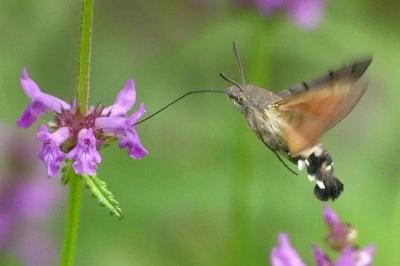 <i>Macroglossum stellatarum</i>
