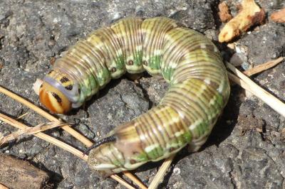 <i>Hyloicus pinastri</i>