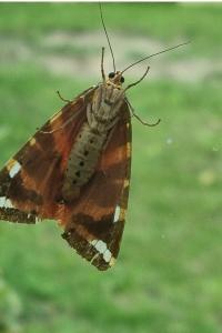 <i>Euplagia quadripunctaria</i>