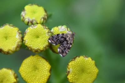 <i>Anthophila fabriciana</i>
