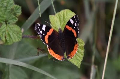<i>Vanessa atalanta</i>