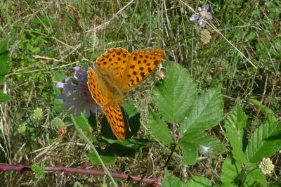 <i>Issoria lathonia</i>