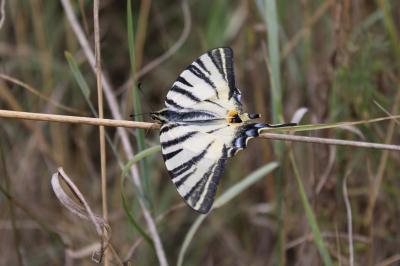<i>Iphiclides podalirius</i>