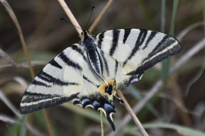 <i>Iphiclides podalirius</i>