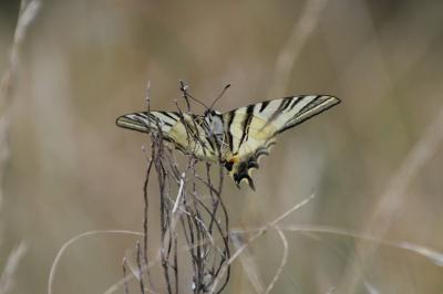 <i>Iphiclides podalirius</i>