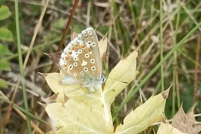 <i>Lysandra bellargus</i>